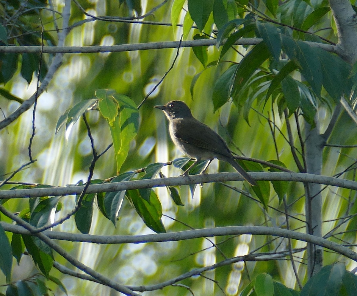 Campina Thrush - ML630914084