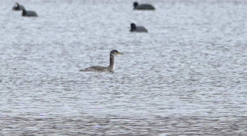 Red-necked Grebe - ML630914170