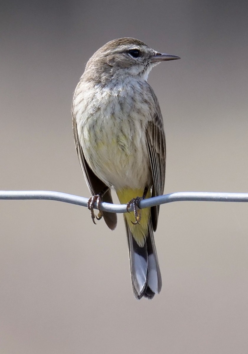 Palm Warbler - ML630914174