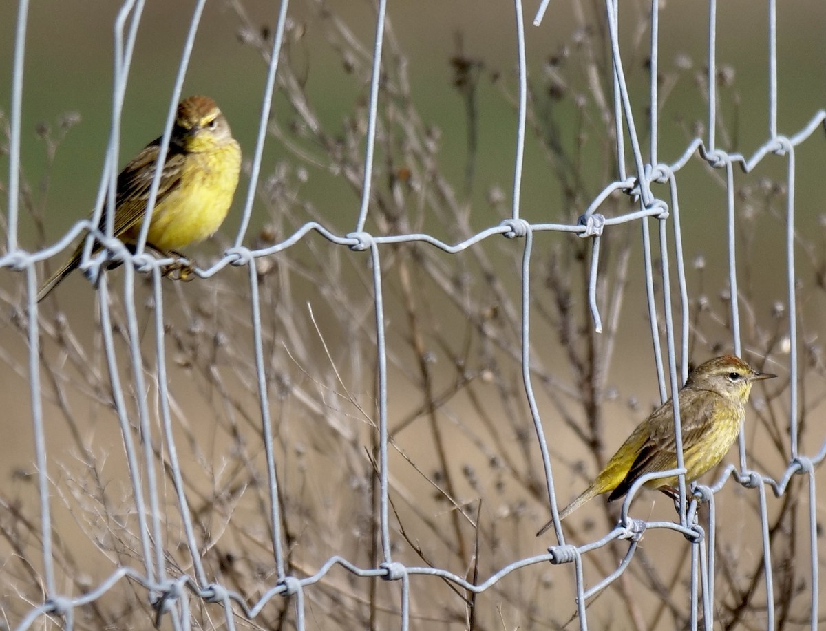 Palm Warbler - ML630914175
