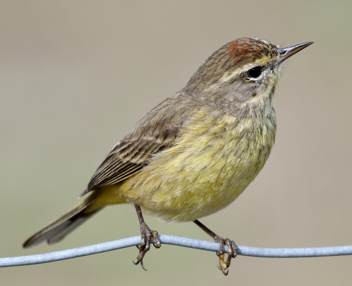 Palm Warbler - ML630914177