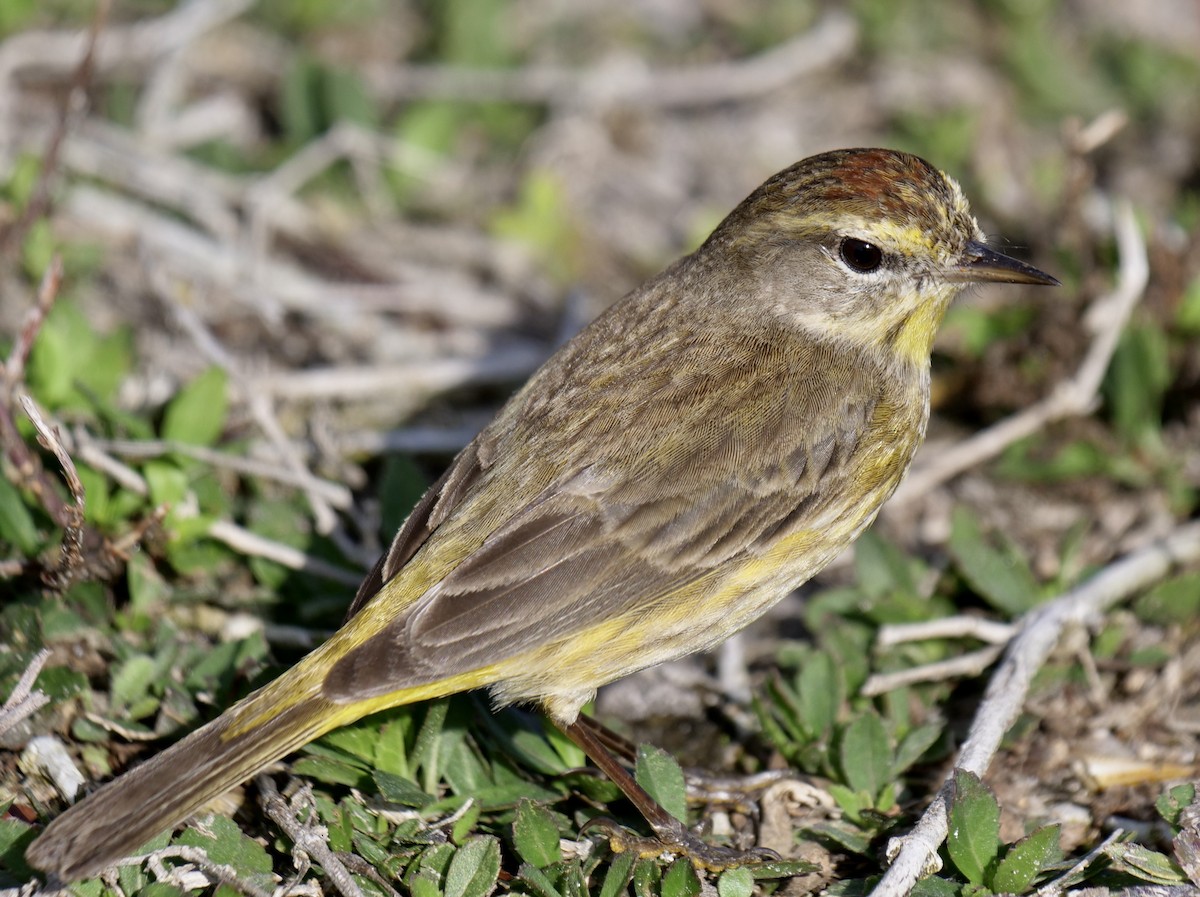 Palm Warbler - ML630914178