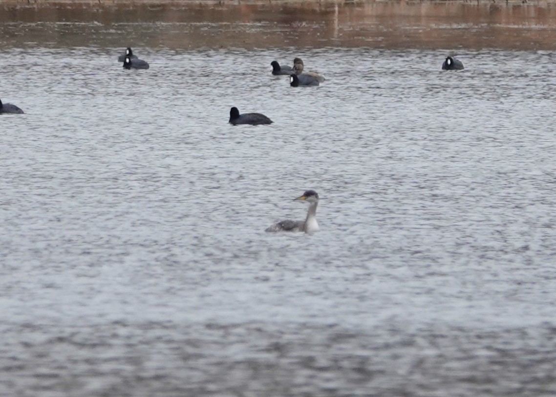 Red-necked Grebe - ML630914181