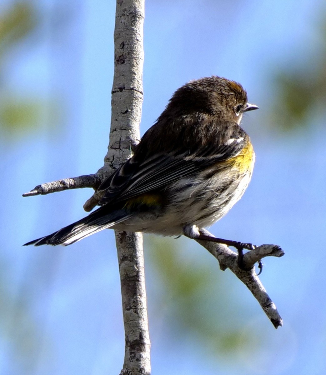 Yellow-rumped Warbler - ML630914222