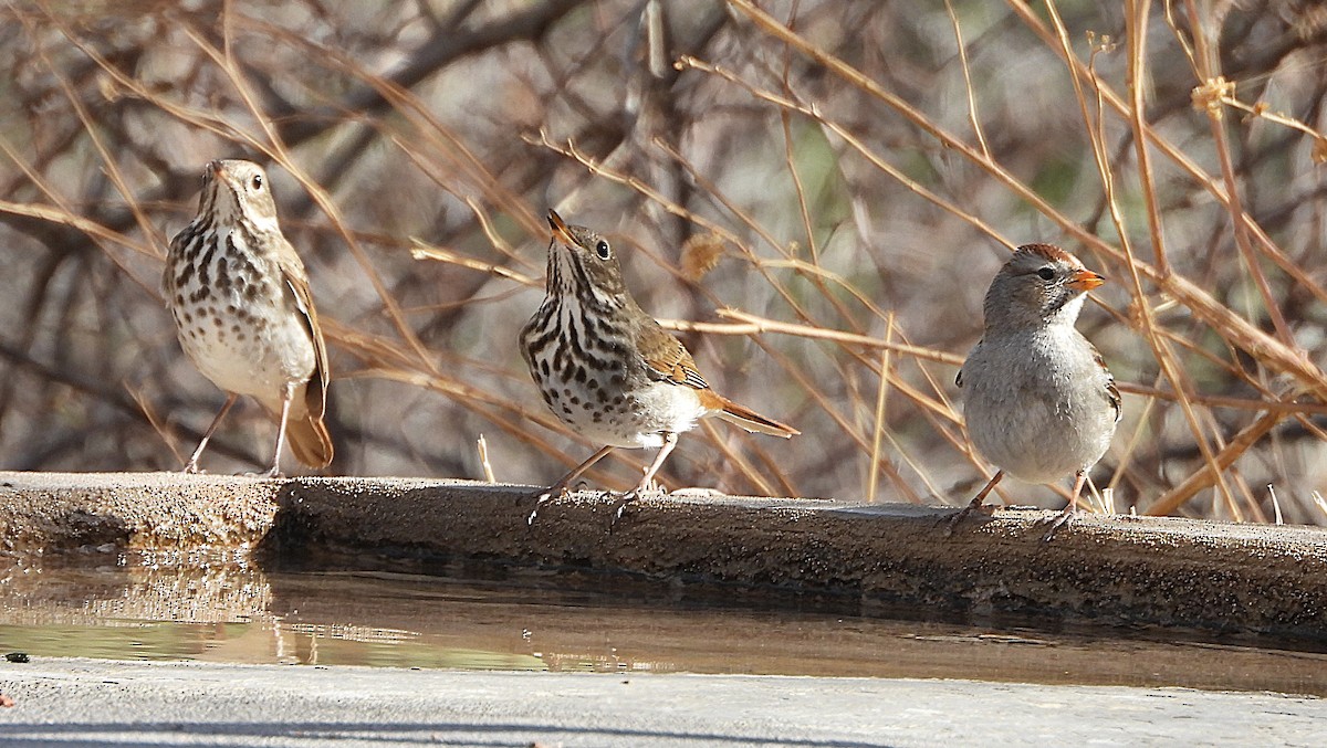 Hermit Thrush - ML630914264