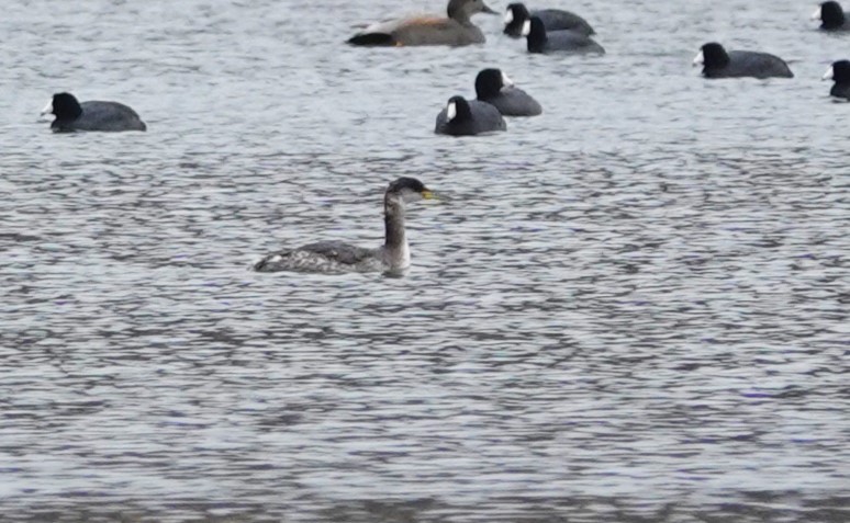 Red-necked Grebe - ML630914269