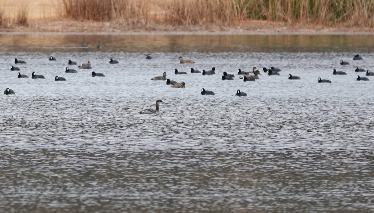 Red-necked Grebe - ML630914271