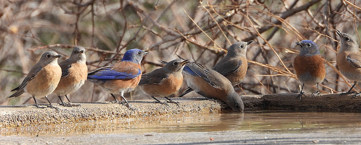 Western Bluebird - ML630914282