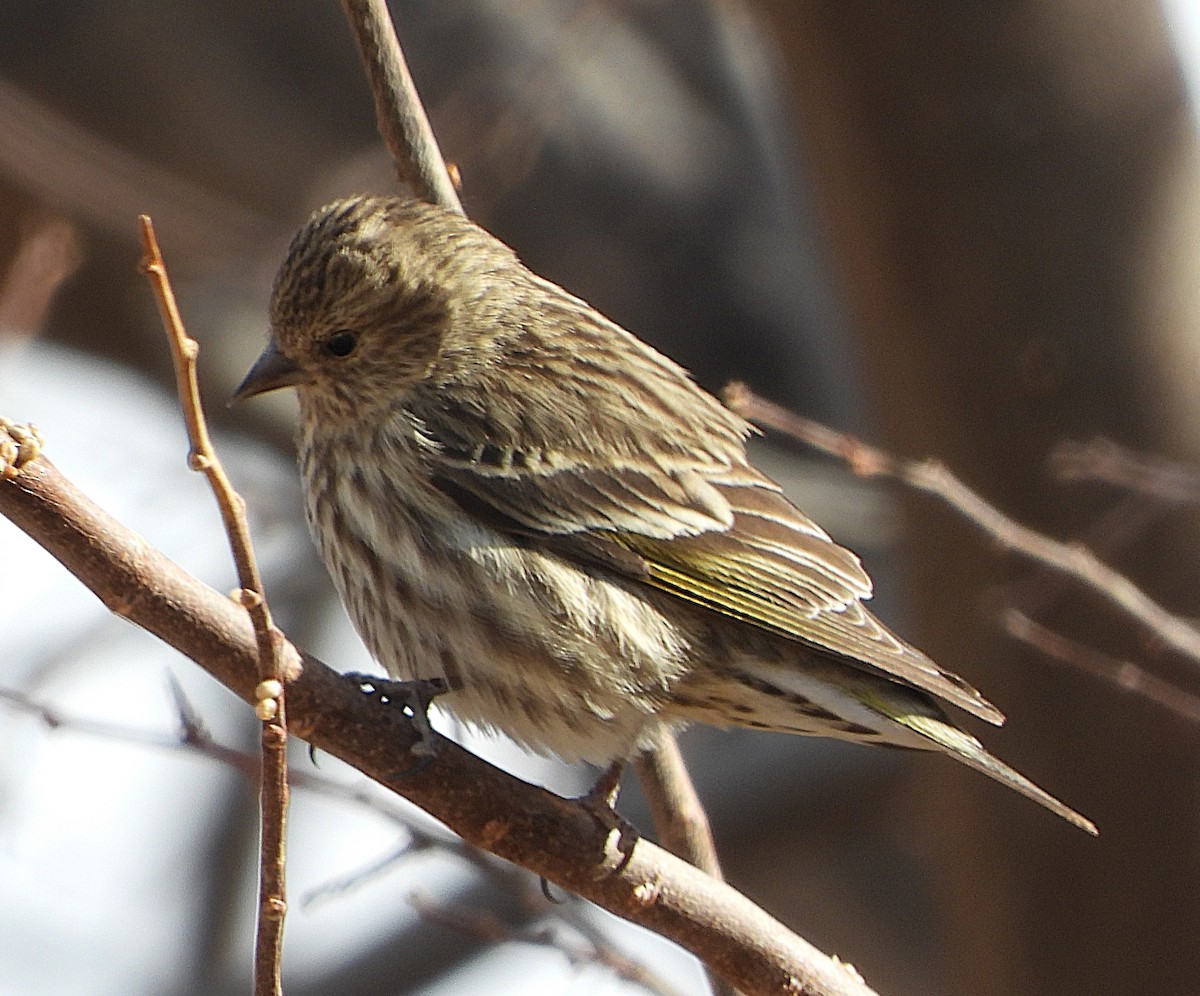 Pine Siskin - ML630914291