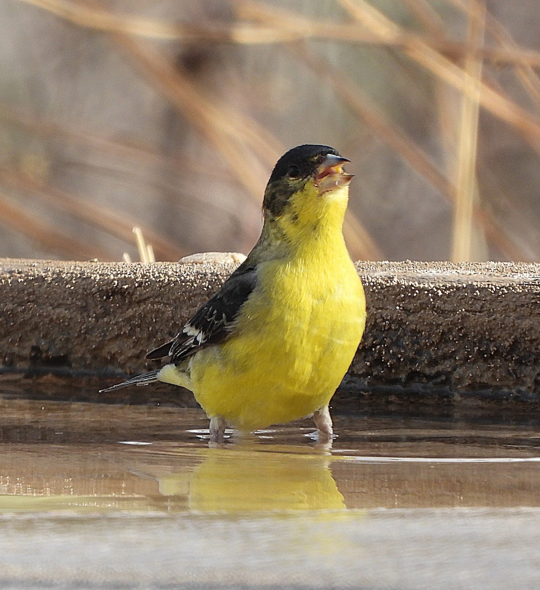 Lesser Goldfinch - ML630914298