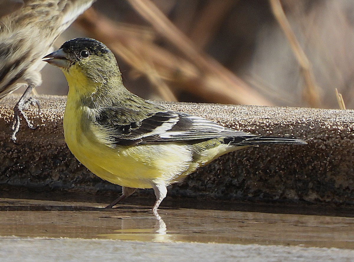 Lesser Goldfinch - ML630914301