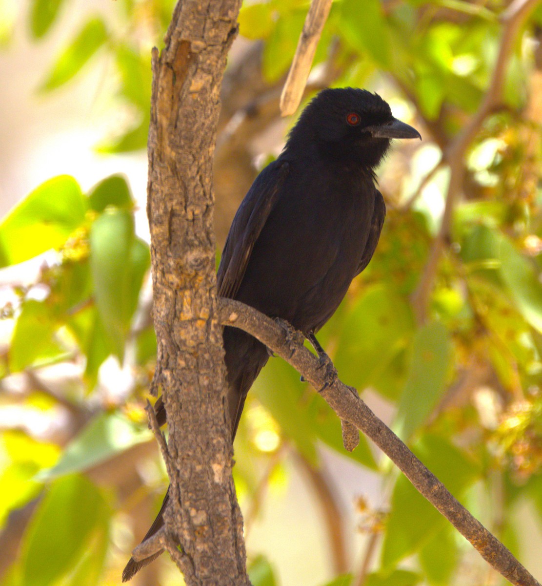 Trauerdrongo (apivorus) - ML630914419