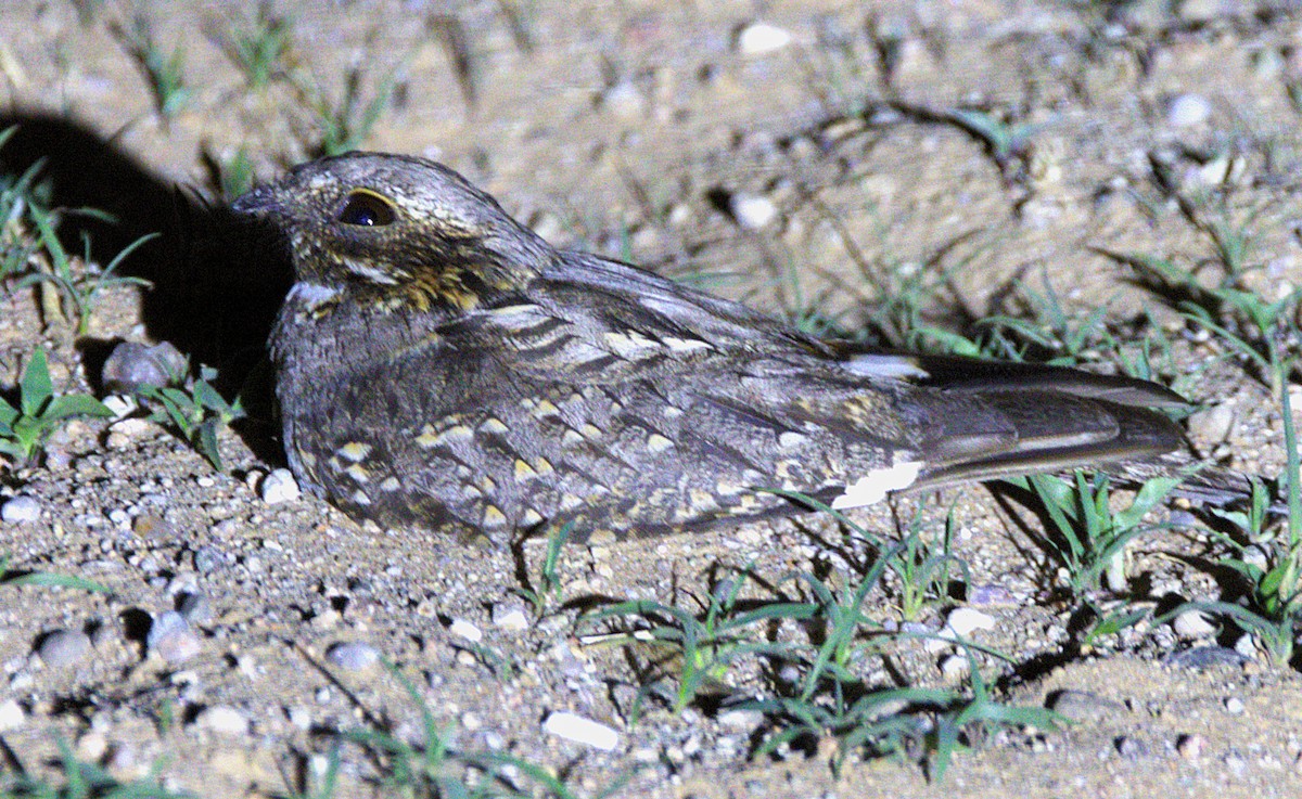 Rufous-cheeked Nightjar - ML630914461