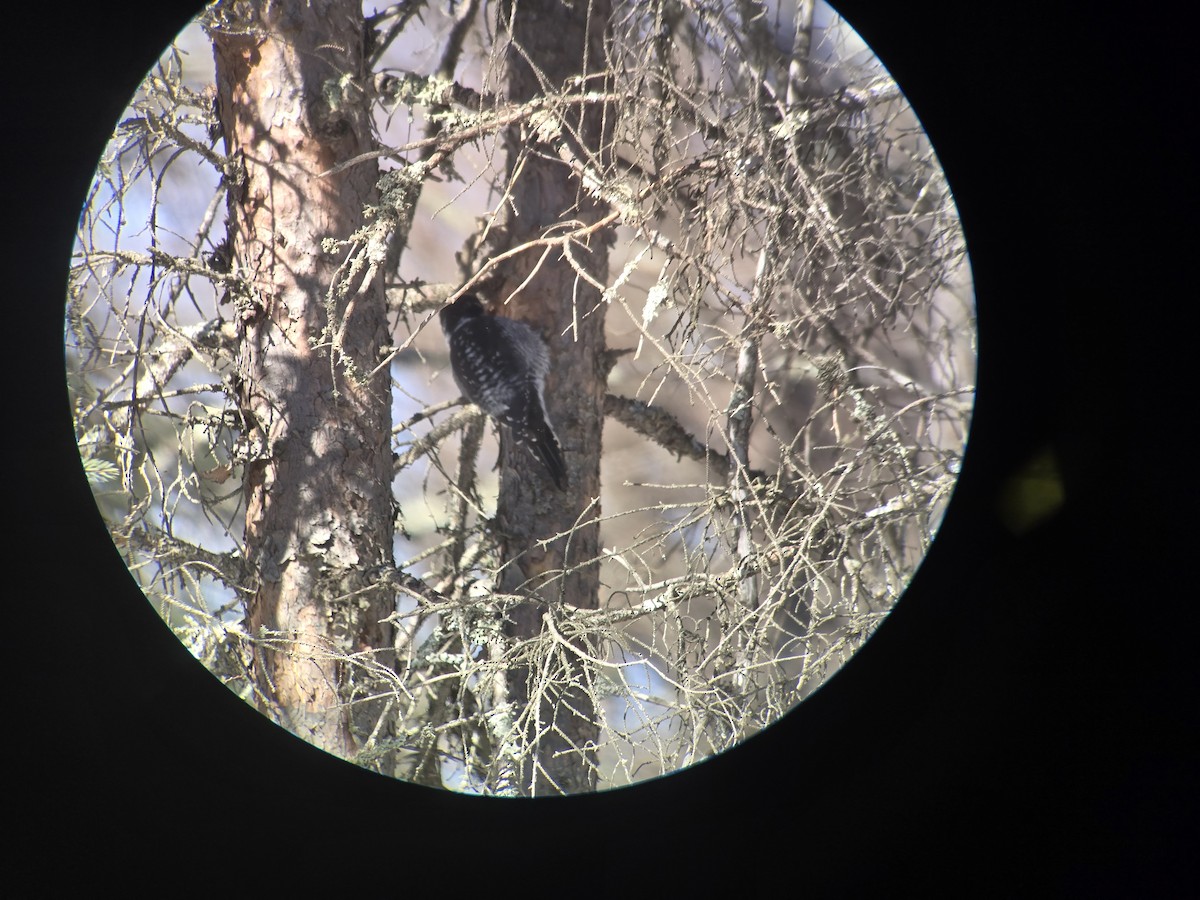 American Three-toed Woodpecker - ML630914563