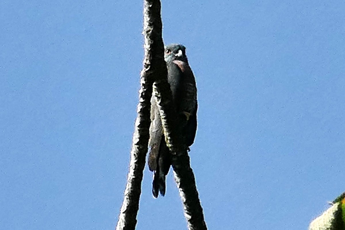 Double-toothed Kite - ML630914759