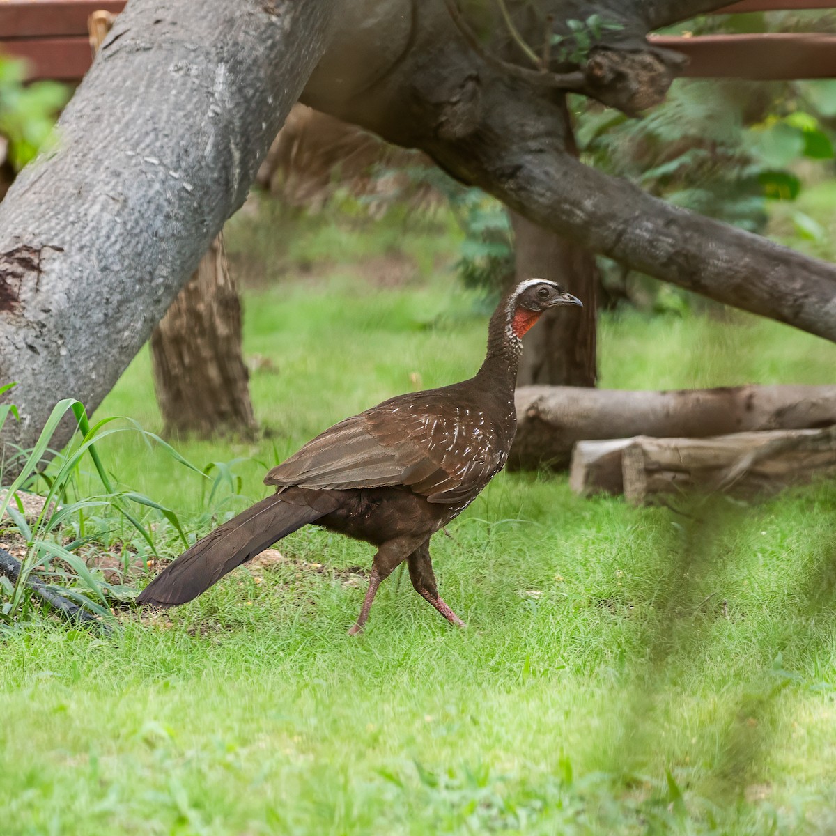 White-browed Guan - ML630914832