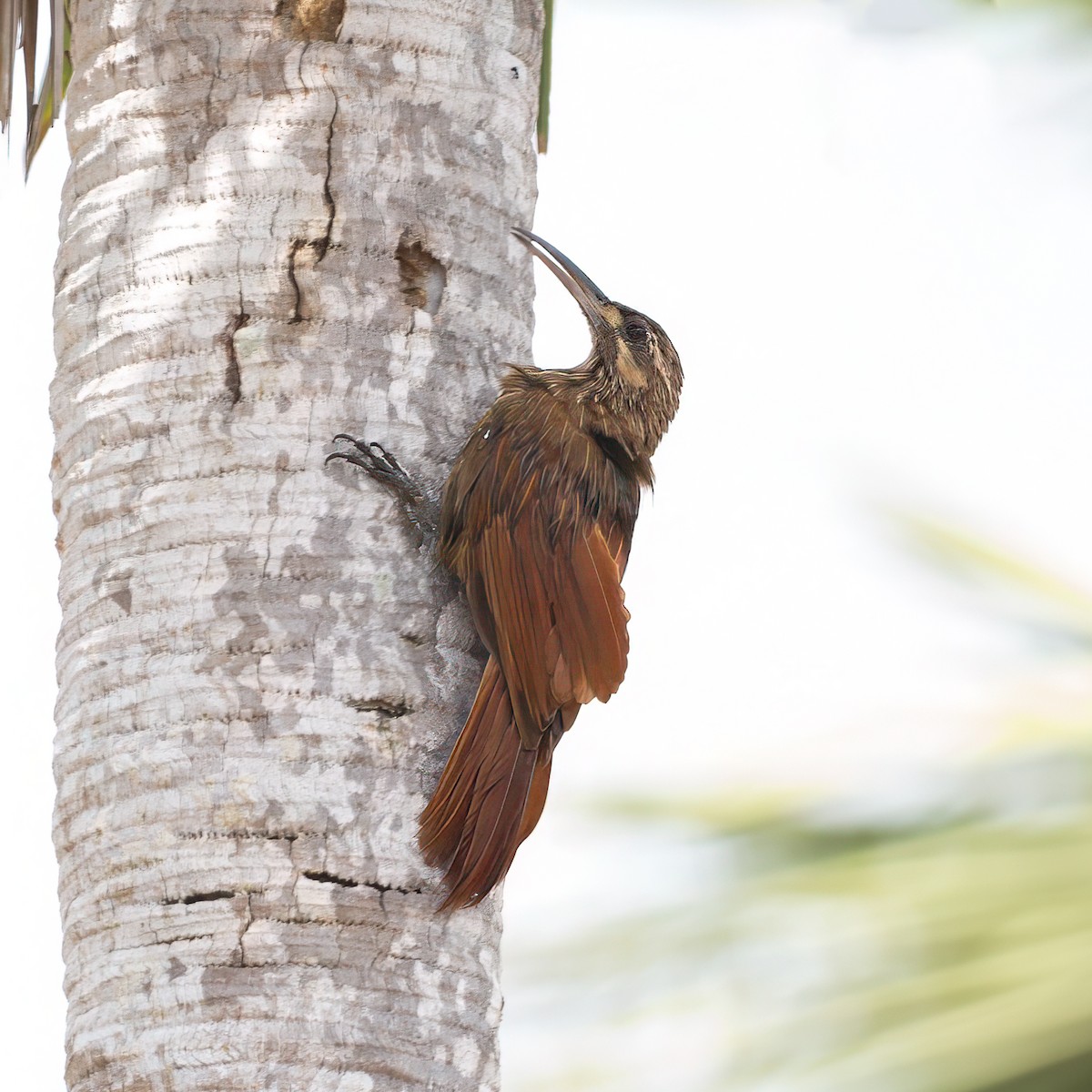 Moustached Woodcreeper - ML630914861