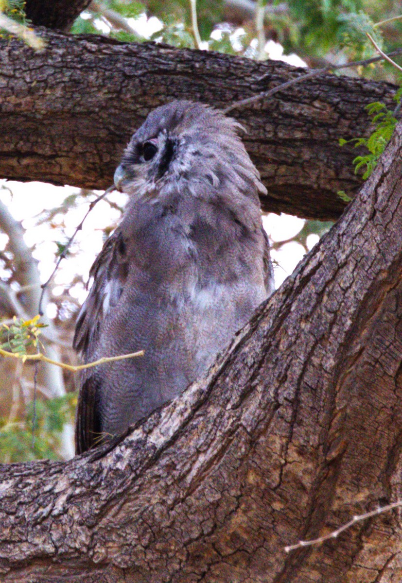 Verreaux's Eagle-Owl - ML630915013