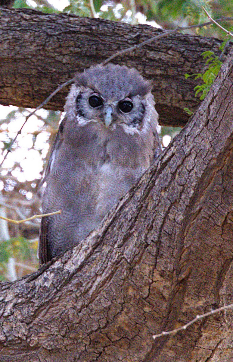 Verreaux's Eagle-Owl - ML630915014