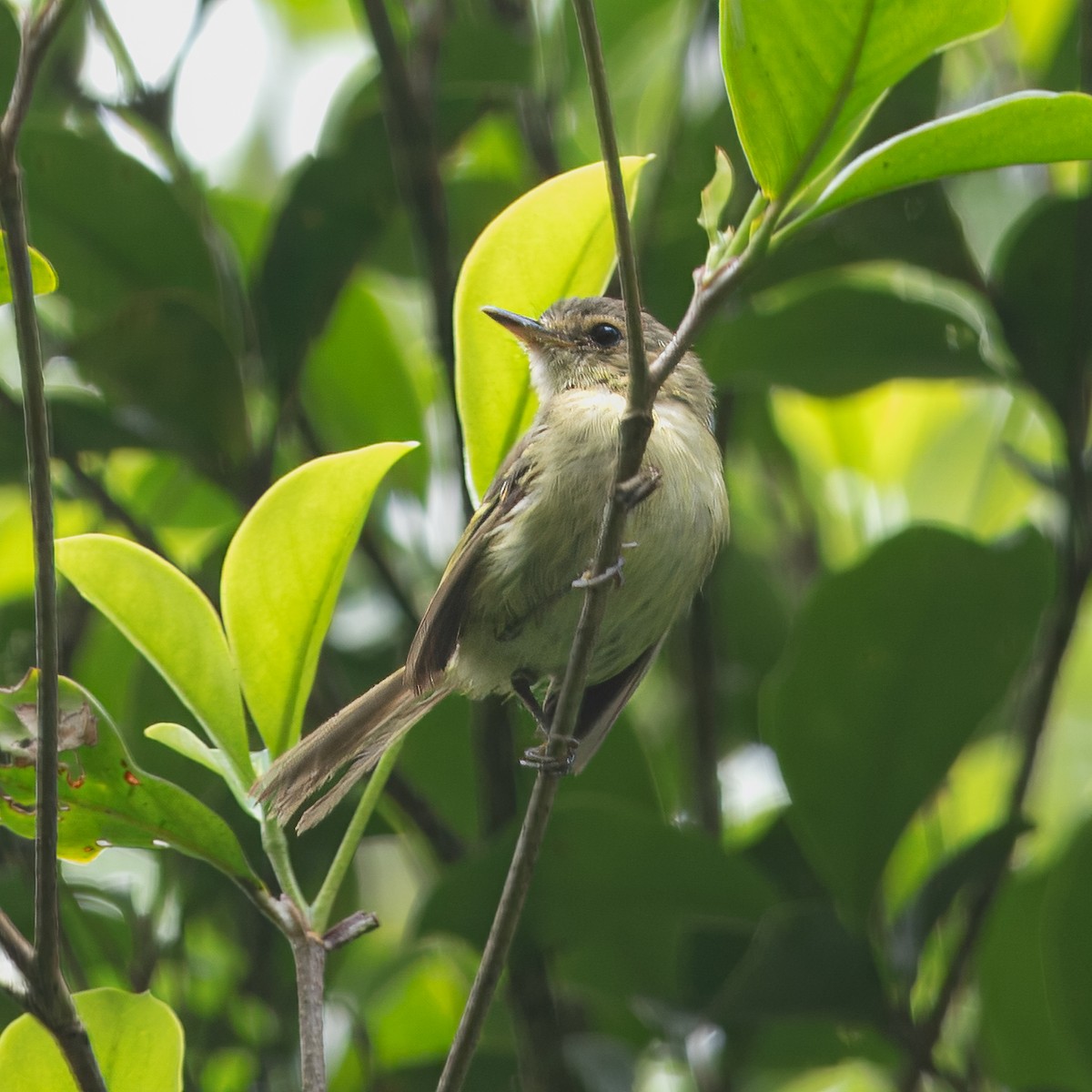Bahia Tyrannulet - ML630915028