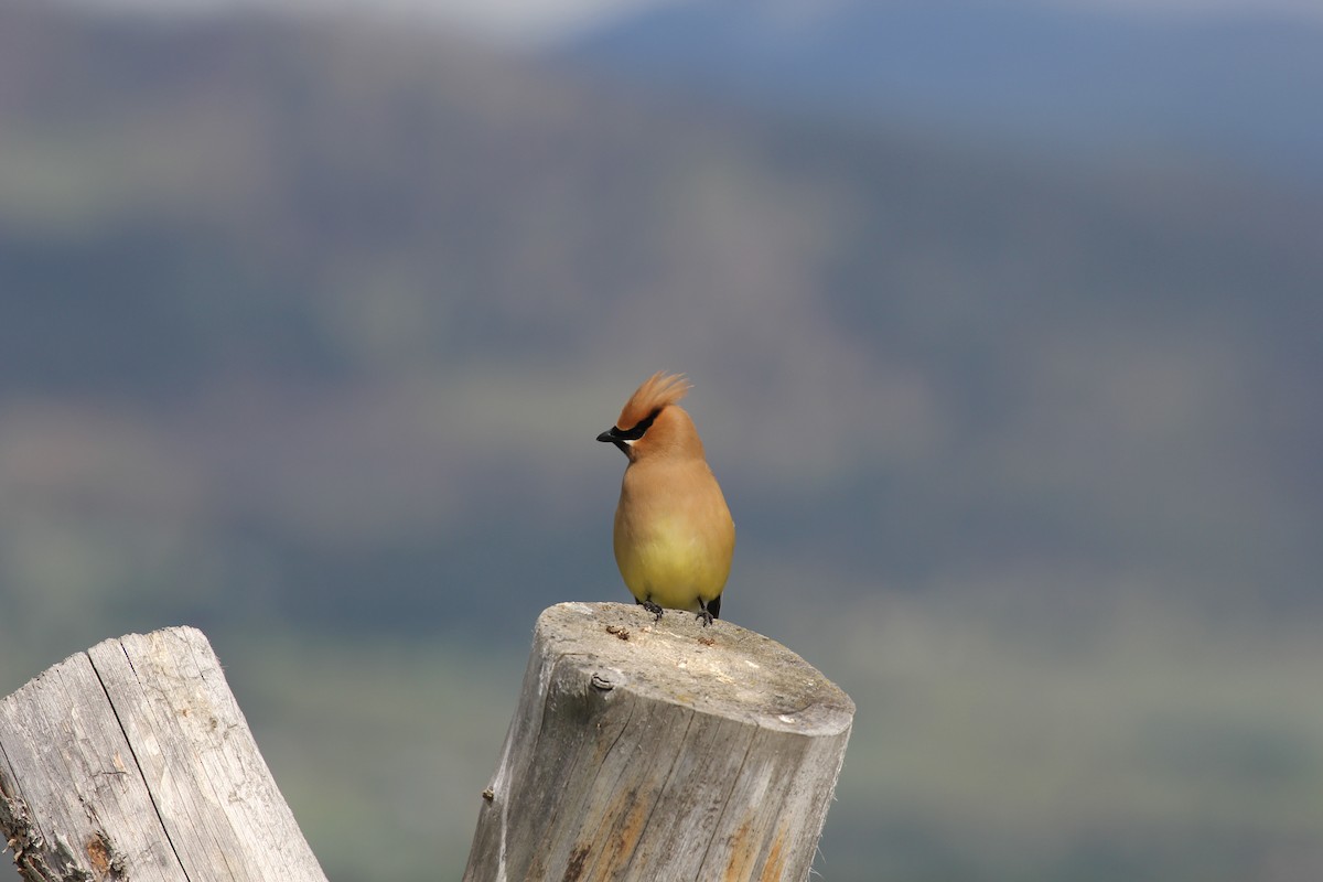 Cedar Waxwing - ML630915113