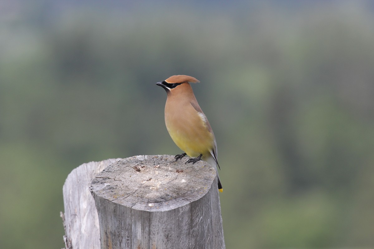 Cedar Waxwing - ML630915114