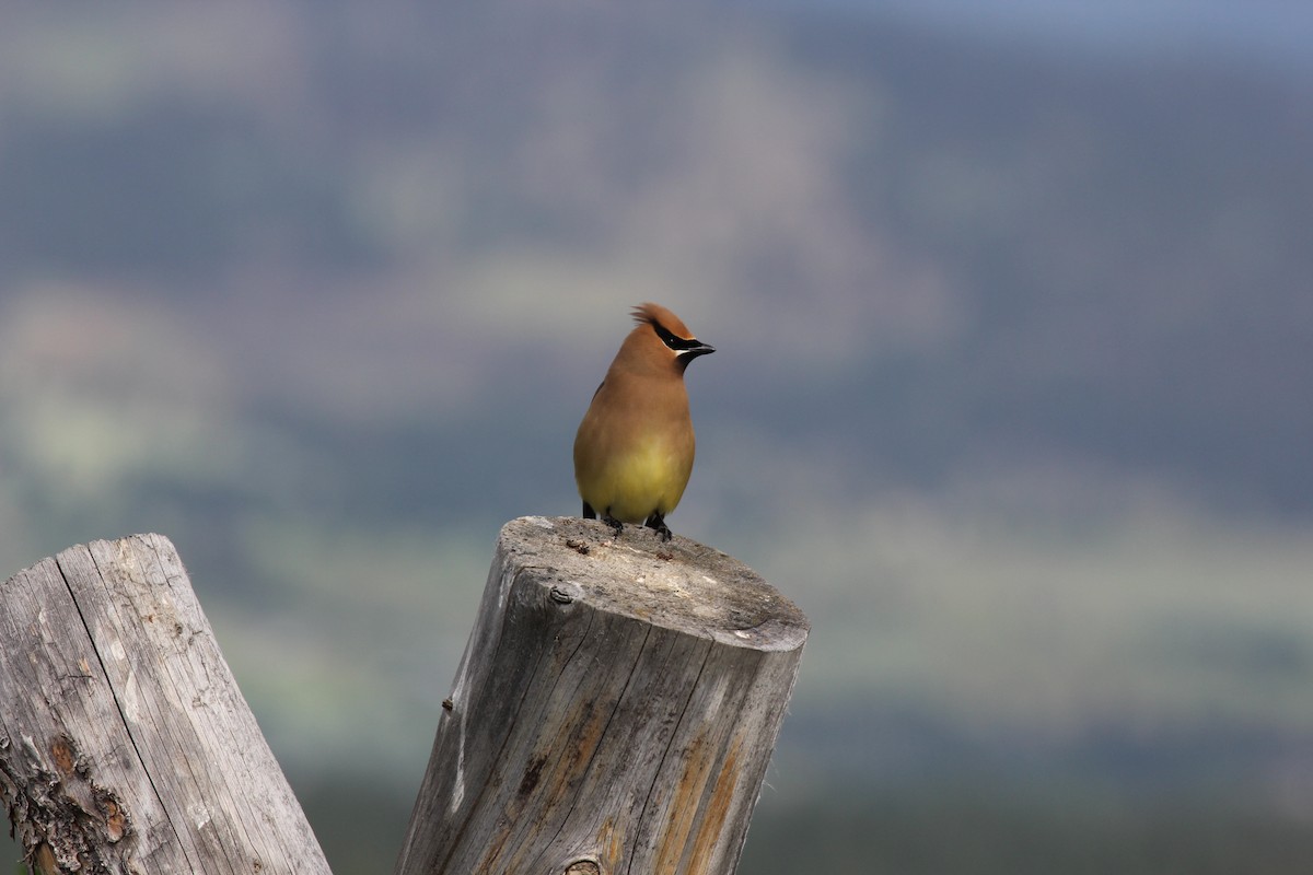 Cedar Waxwing - ML630915115