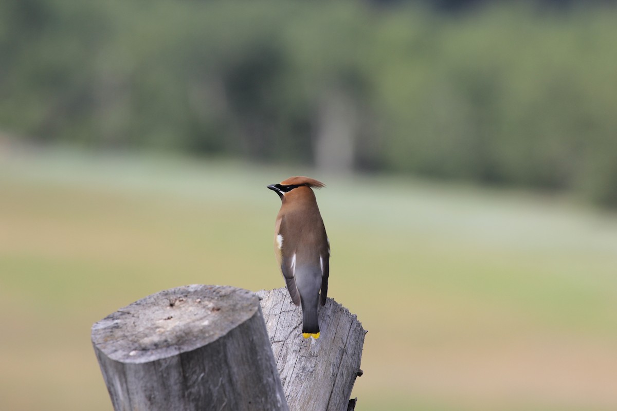 Cedar Waxwing - ML630915116