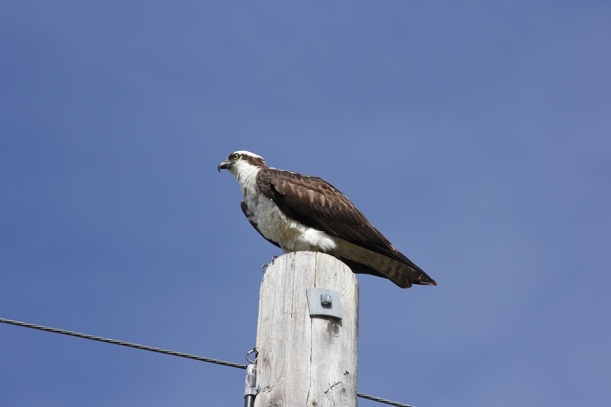 Falco pescatore - ML630915143