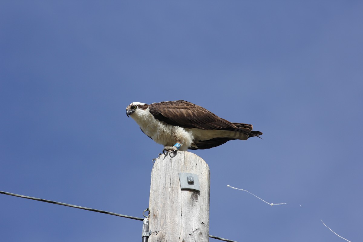 Falco pescatore - ML630915144