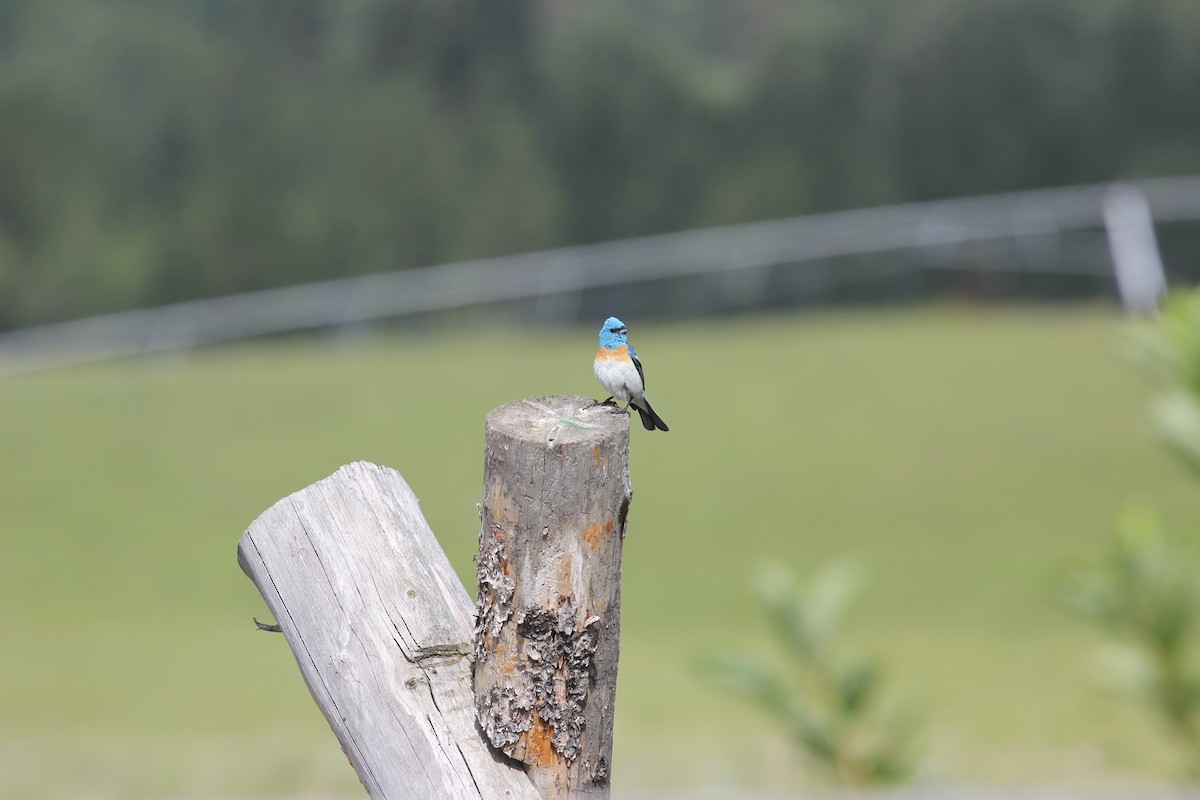 Lazuli Bunting - ML630915159