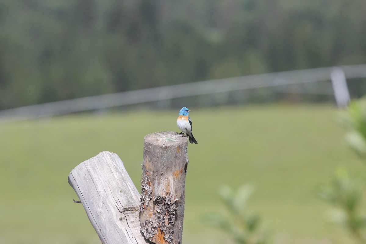 Lazuli Bunting - ML630915160