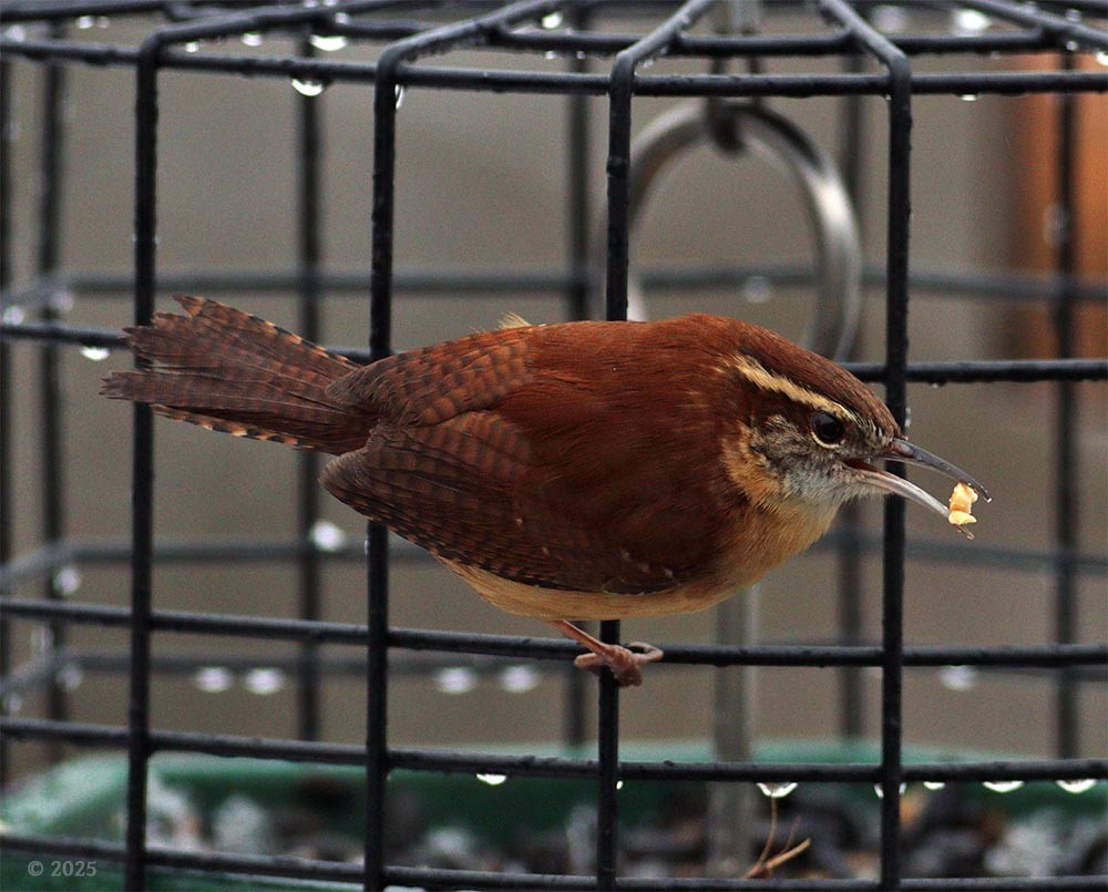 Carolina Wren - ML630915526