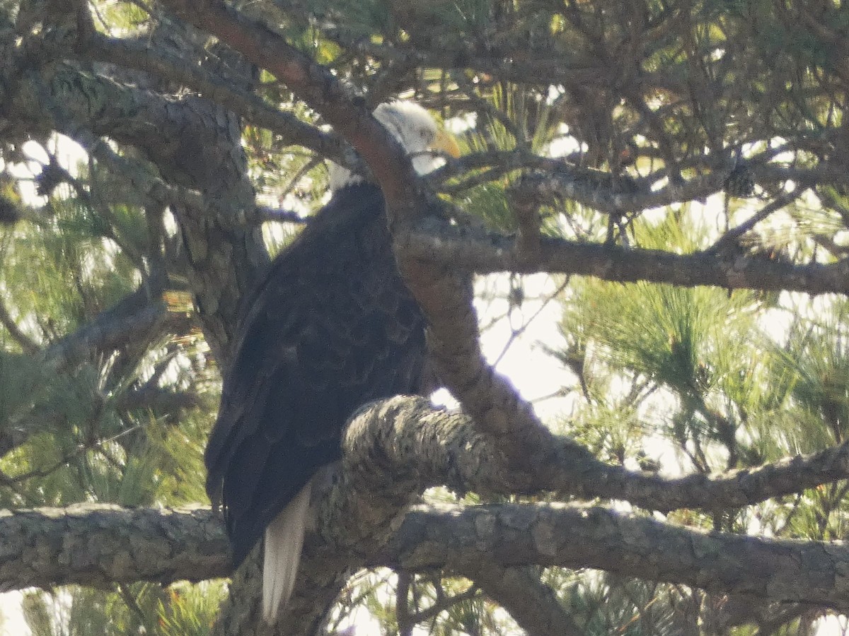 Weißkopf-Seeadler - ML630915644