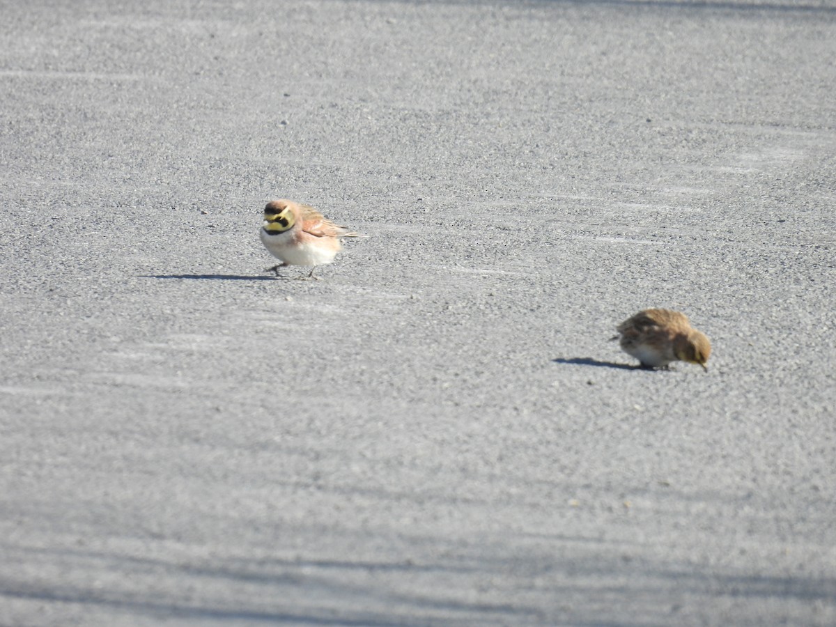 Horned Lark - ML630915849