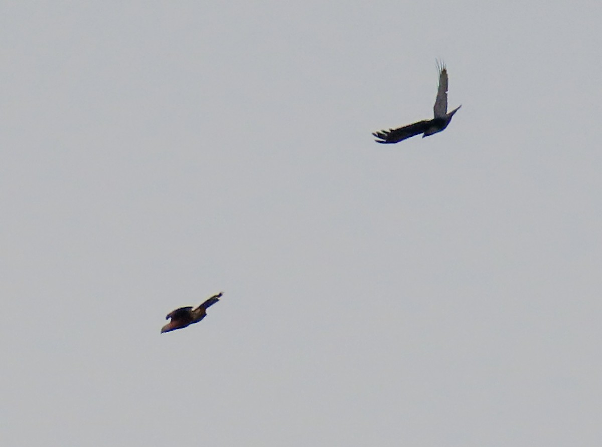Long-tailed Hawk - ML630916319