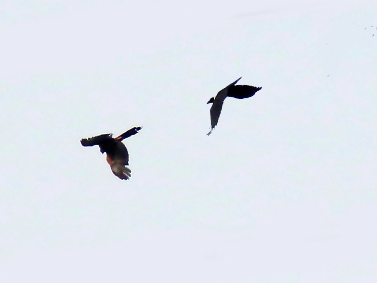 Long-tailed Hawk - ML630916324
