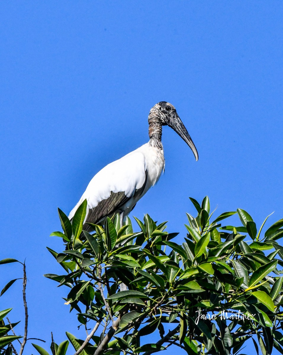 Wood Stork - ML630916331