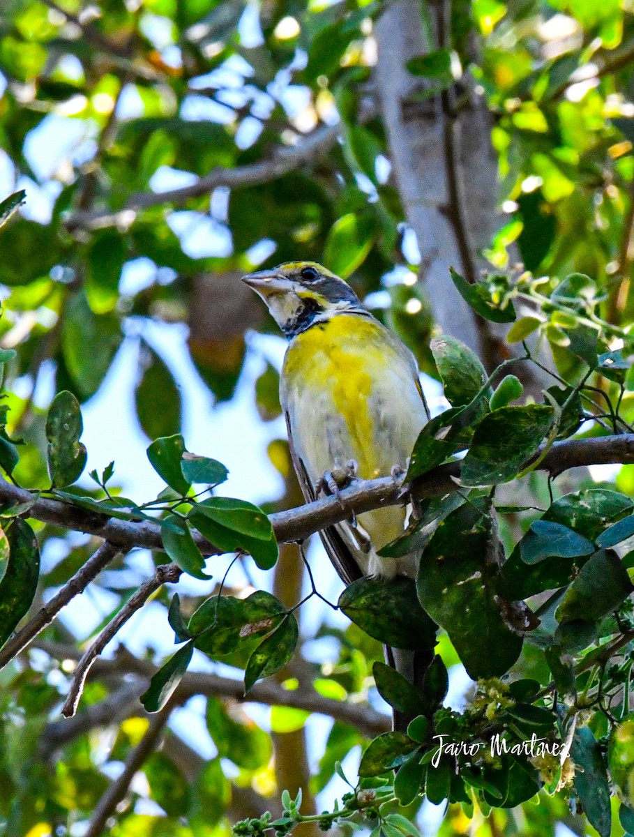 Dickcissel - ML630916358