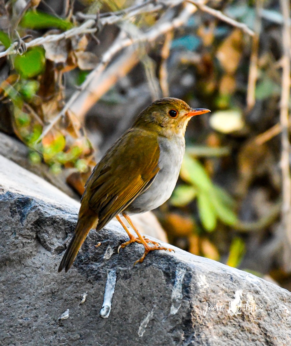 Orange-billed Nightingale-Thrush - ML630916410