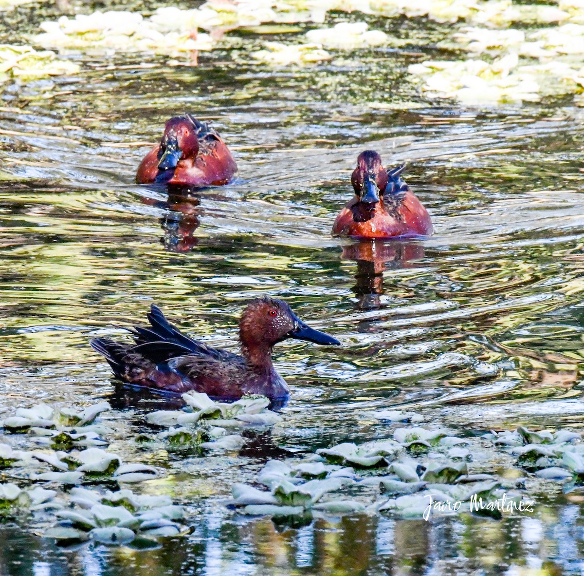 Cinnamon Teal - ML630916448