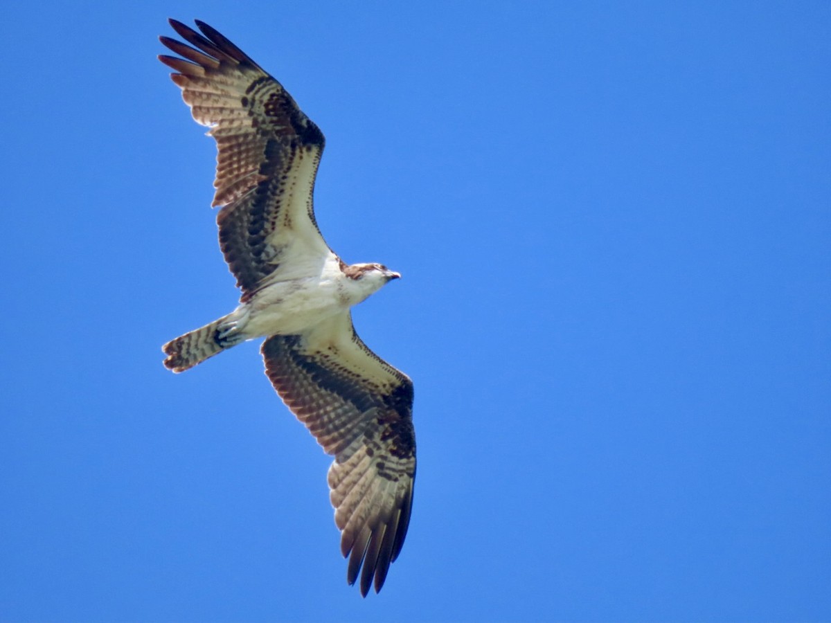 Osprey - ML630916742