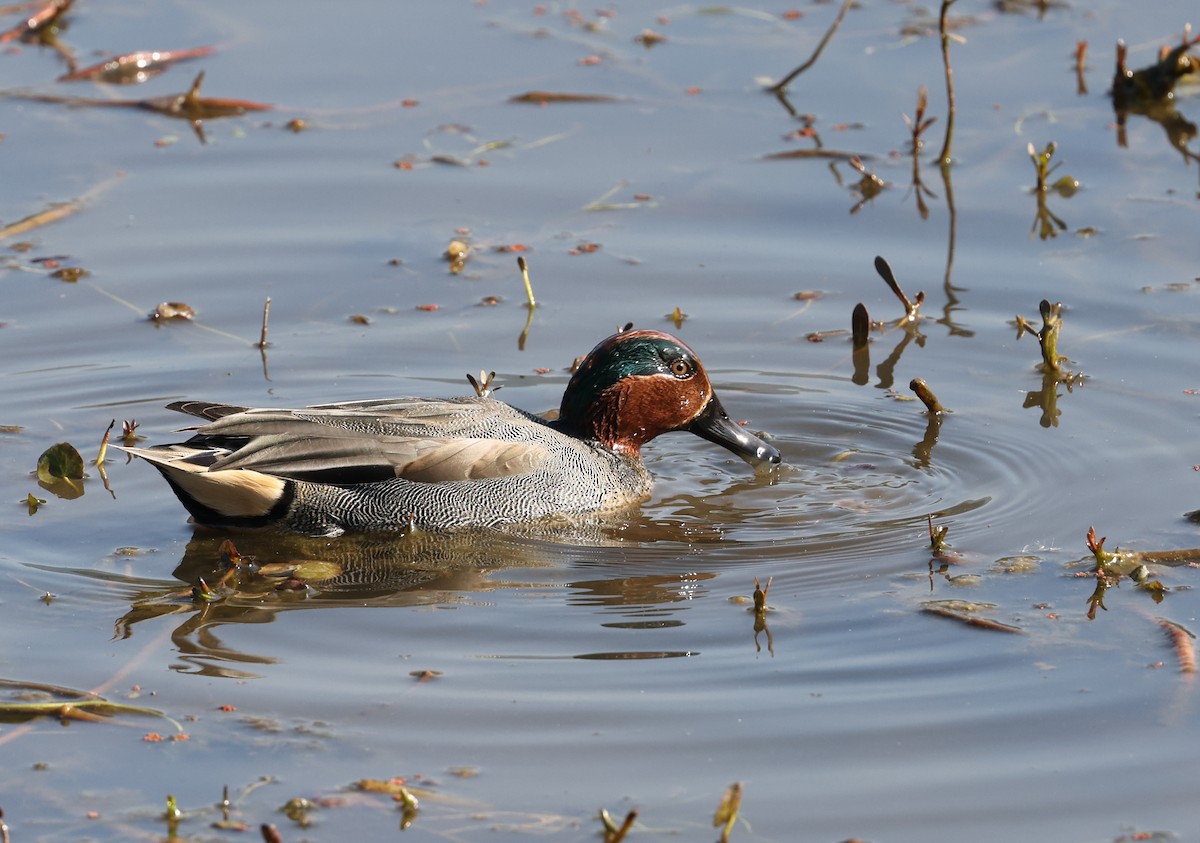 Green-winged Teal - ML630916992