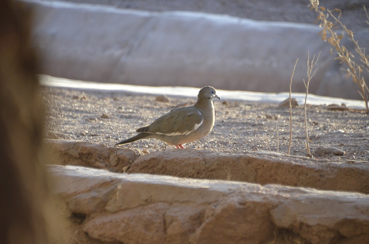 West Peruvian Dove - ML630917180