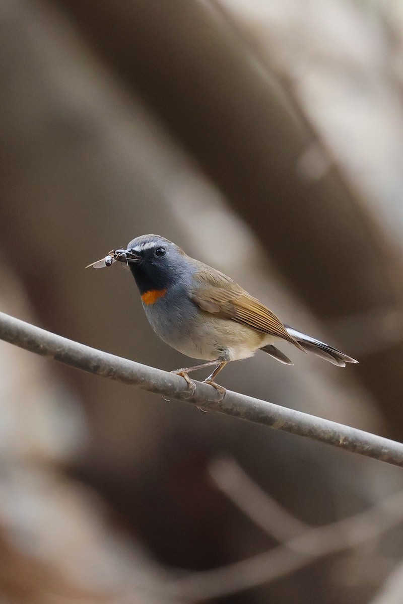 Rufous-gorgeted Flycatcher - ML630917330