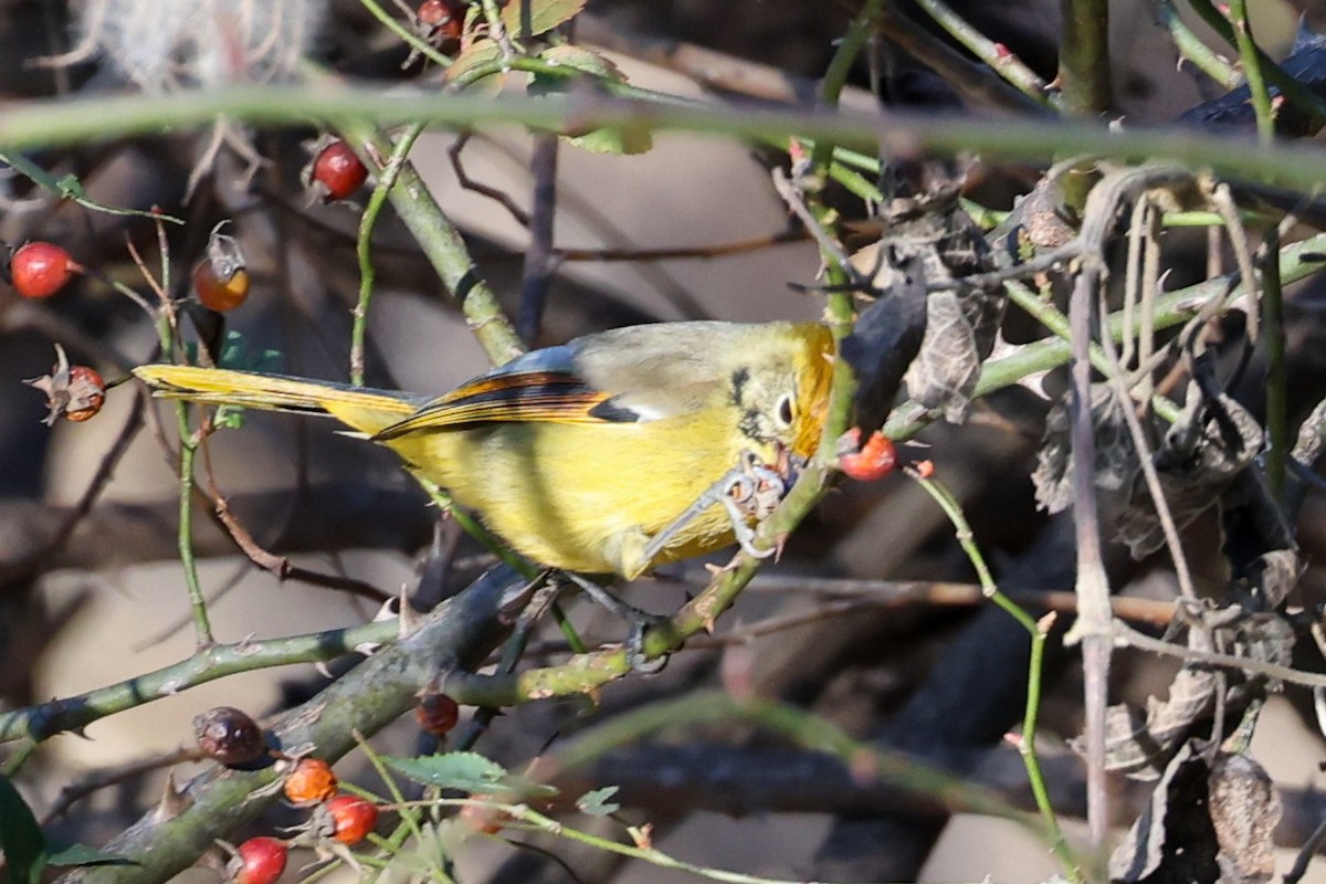 Chestnut-tailed Minla - ML630917442