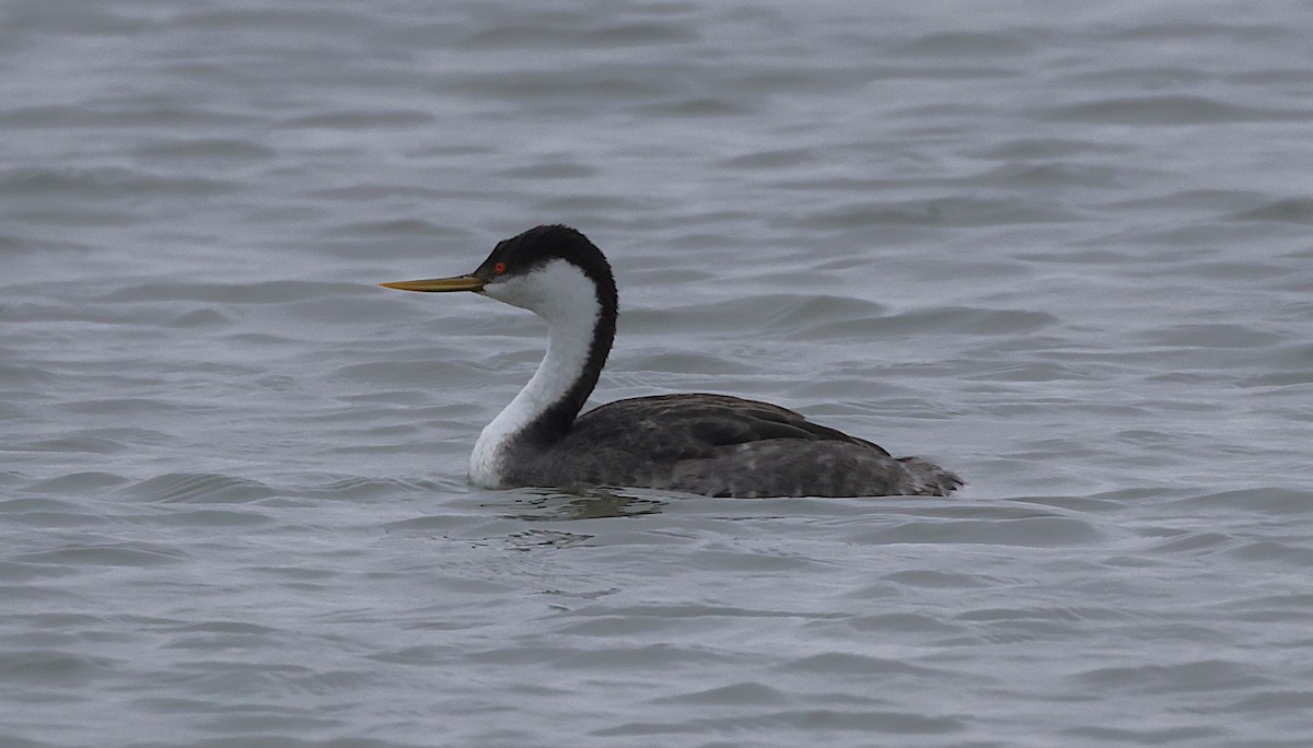 Western Grebe - ML630917635