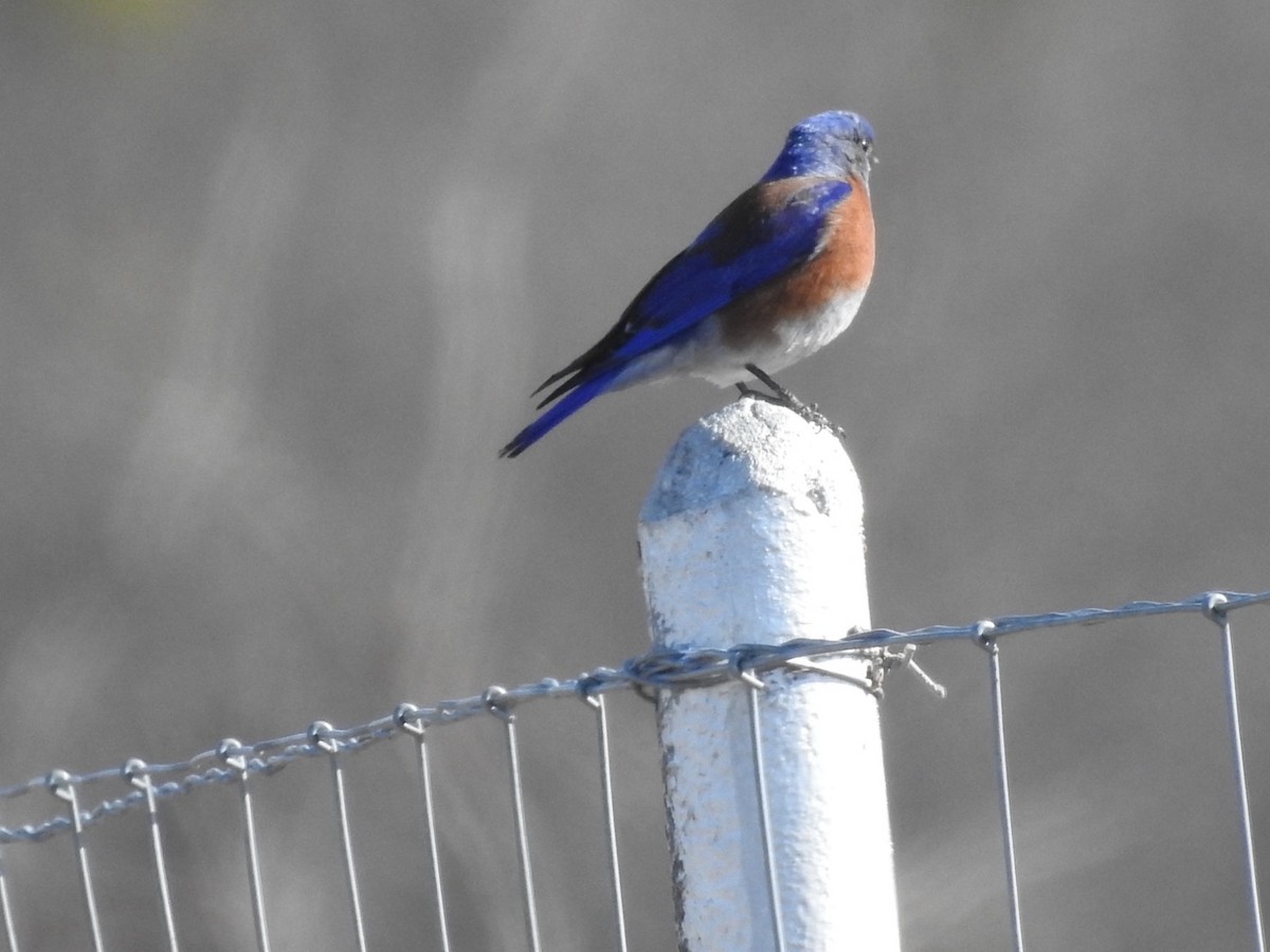 Western Bluebird - ML630918154
