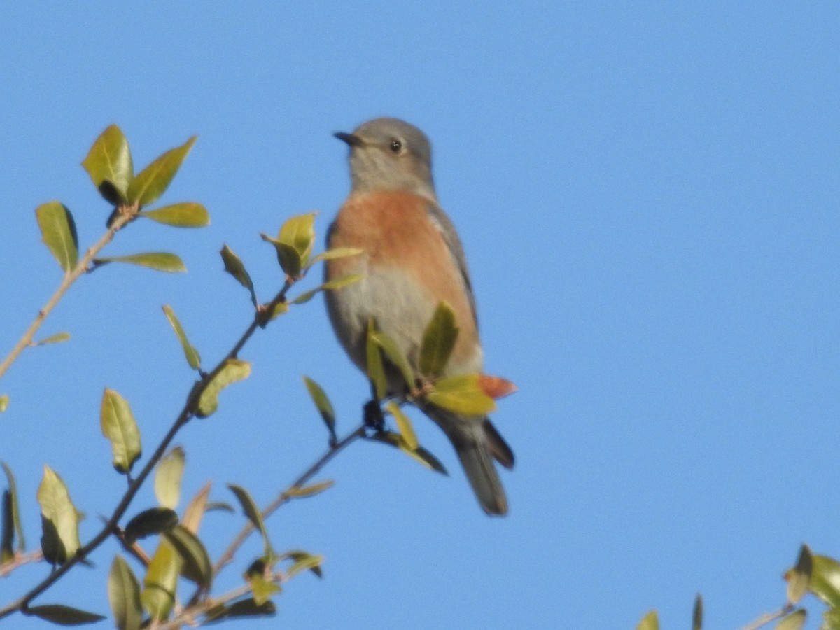 Western Bluebird - ML630918176