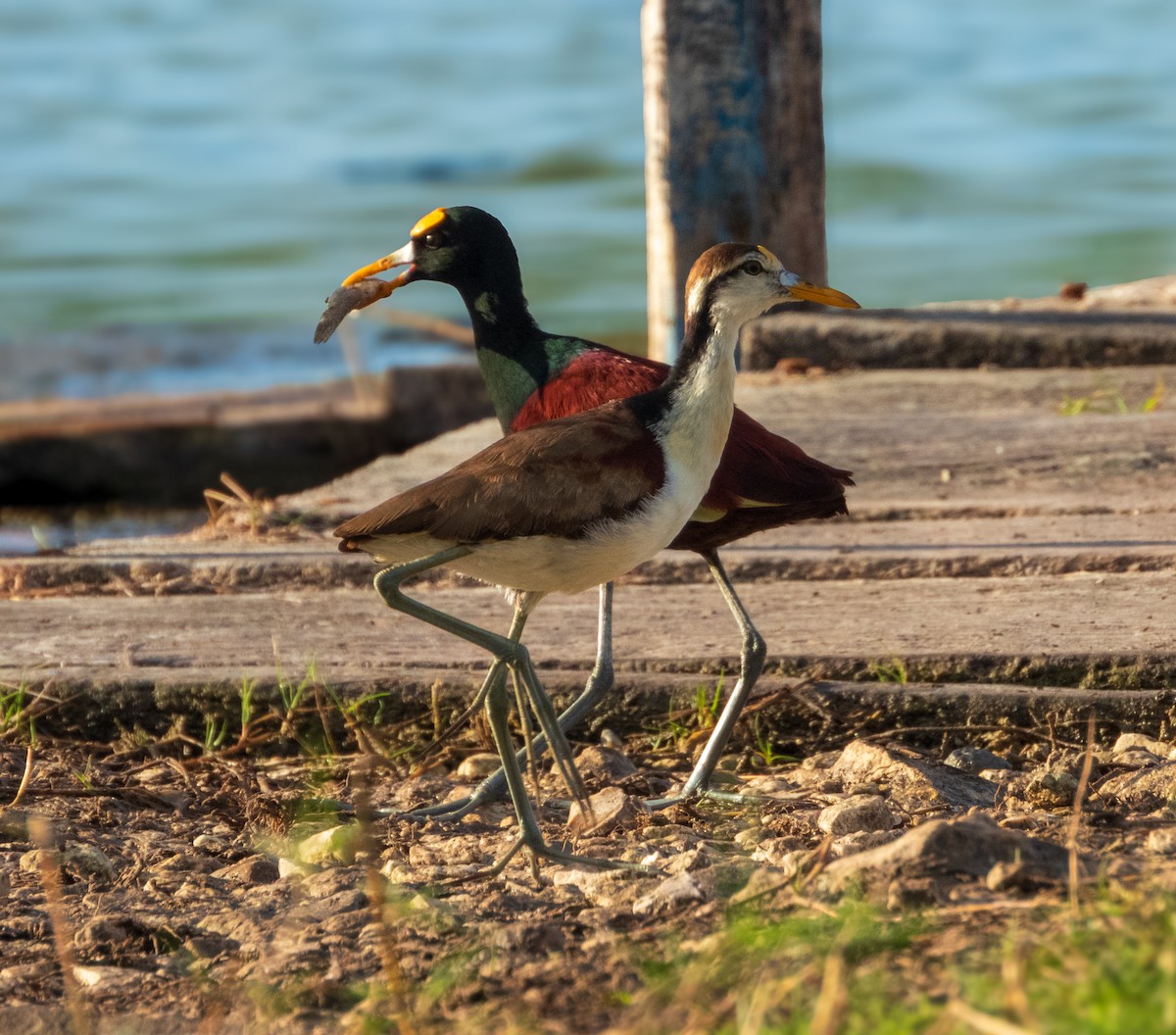 Northern Jacana - ML630918552